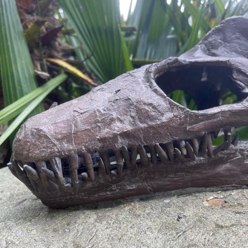 These jaws date back to the Jurassic!  Here we have the fossilised skull of @godiva_the_plesiosaur, 