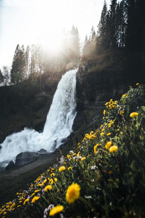 aestum:  (by Lachlan Gowen)