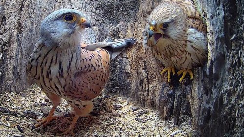 Amazing Footage Taken From Inside the Nest of Two Kestrels During Their First Year of Mating