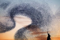 f-l-e-u-r-d-e-l-y-s:   Alain delorme, ‘A Bird Ballet’ Alain Delorme wants to pay tribute to air movements of birds with the series Murmurations – Ephemeral Plastic Sculptures. These are actually plastic bags representing birds, the artist seeking