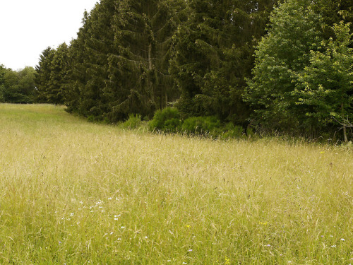 Meadow and forest - the transition at the edge of the forest by Edmund Michels