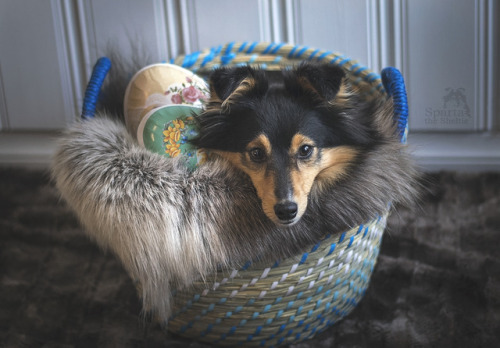 spartathesheltie:Happy easter!