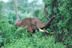 antiopia:Treetops, Nyeri, Kenya Aleco Chigounis