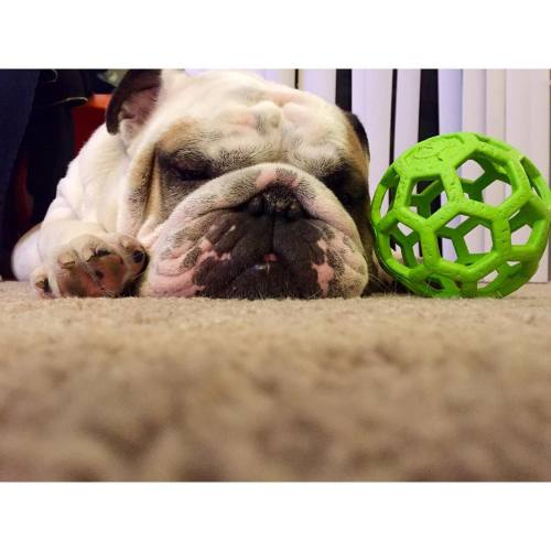 crooked-lust:  A pup and his toy #englishbulldog #bulldog #dogsofinstagram (at Downtown Los Angeles)
