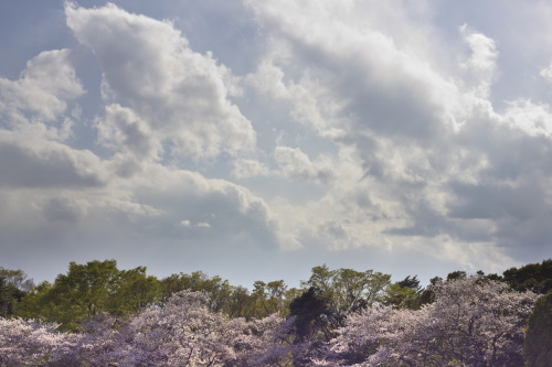 2014 Hanami - Yoyogi Park Walk（２０１４花見ー代々木公園歩き）