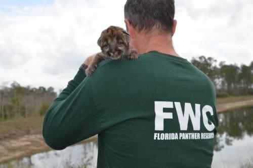 Adorable one week old Florida panther kitten  Source