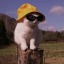 kitonicx