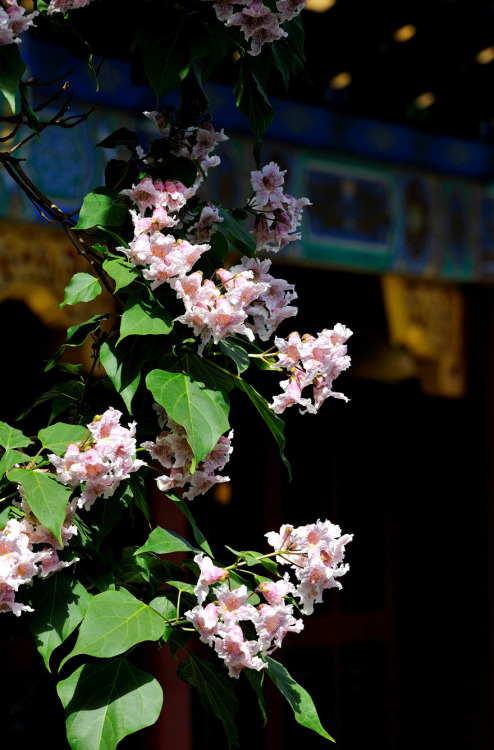 Blossoms of Catalpa bungei in the Forbidden City. 故宫博物院