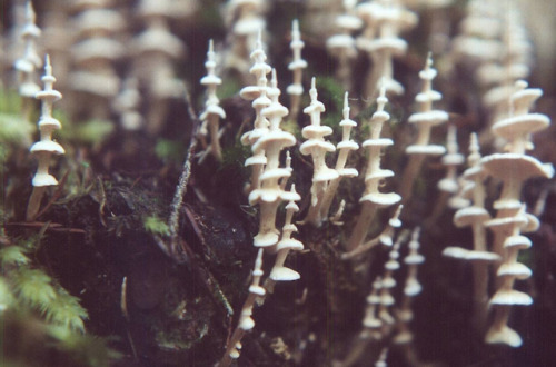 green-algae:A little forest of pagoda fungus [Podoserpula pusio]. This fungus can be found throughou