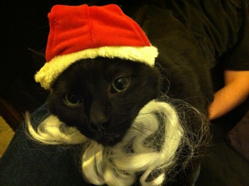 Santa Claws wishes you and yours a Meowy Christmas. 