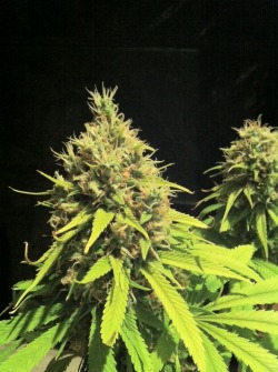 stankinmycloset:  Seedsman Sleestack x skunk