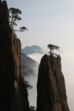 dearscience:  Pine tree growing on a rock,