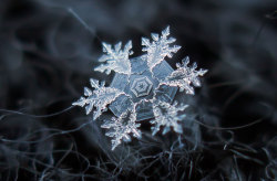 wetheurban:  PHOTOGRAPHY: Extreme Close-Ups of Individual Snowflakes Man, I just can’t get over these close-up shots of individual snowflakes by Russian photographer Alexey Kljatov. Each one is a work of art by Mother Earth herself. The gag? He just