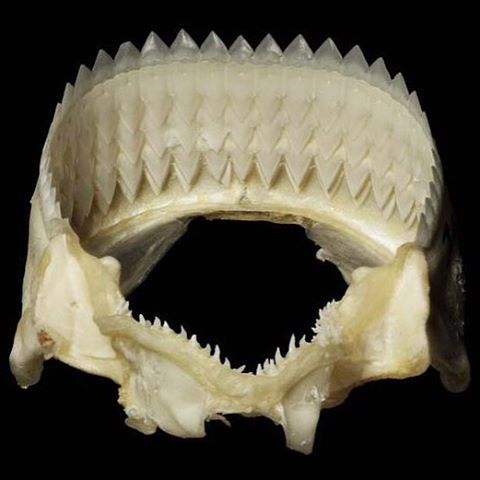 pinkoddity73:  Cookie Cutter Shark Jaw #cookiecuttershark #cokkiecutter #shark #jaw #sharkjaw #teeth