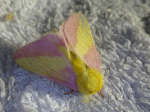 perpetuallytransient: Rosy Maple Moth (Dryocampa rubicunda)