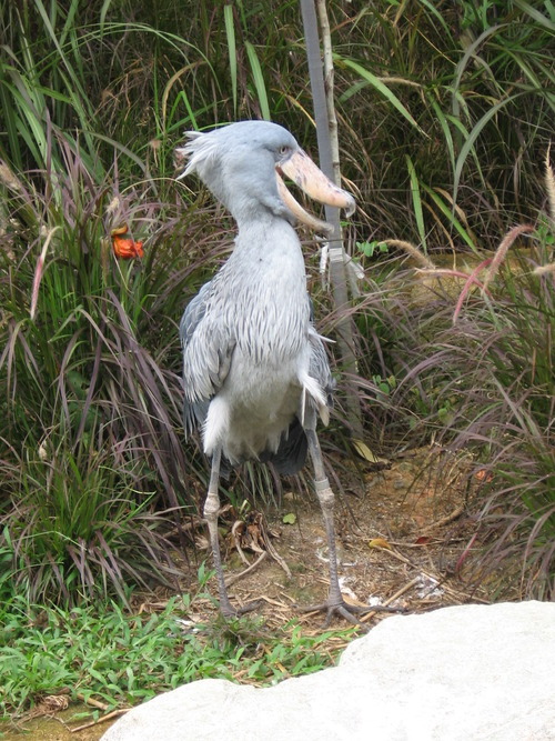 yowhosedogisthat:  Shoebills look very scary from the front  But from other angles… eeeeeeyyyy  eeeeyyyyyy  eeeeeyyyy  eeeeyyyyyy eeeeeyyyy eyyyyyyyy 