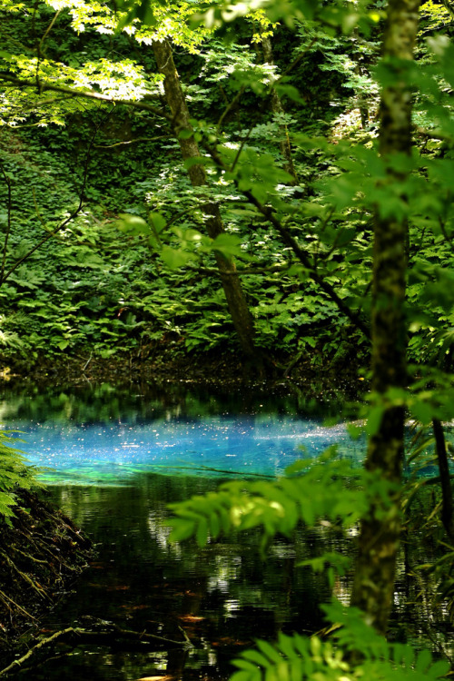 intothegreatunknown:  Aomori Prefecture/青池 | Japan (by Miseon Park)