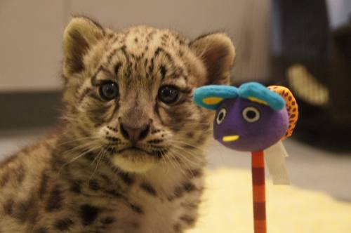 zooborns:Snow Leopard Boy and His ToysThe Snow Leopard cub at Milwaukee County Zoo has been busy pla