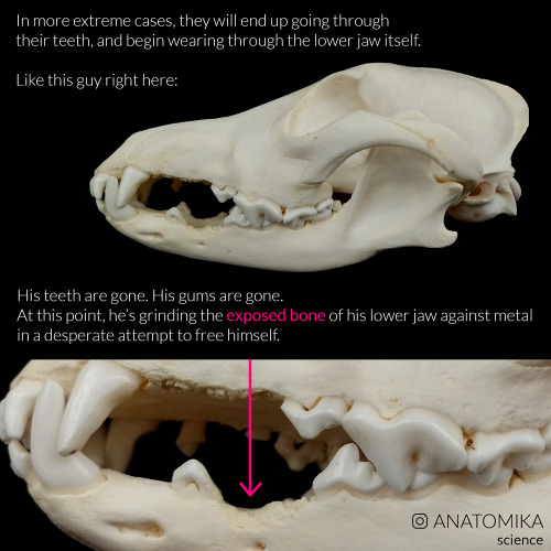 Some skulls with interesting forensic features