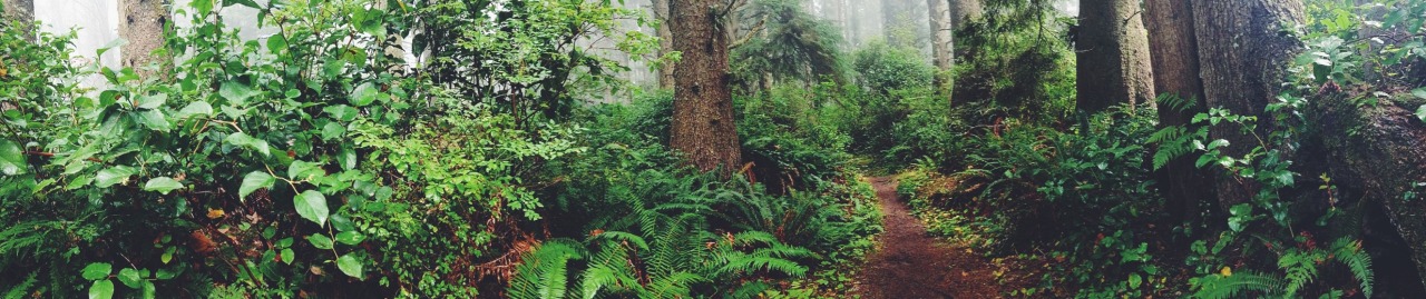 soph-a-lofa:  Panorama from today’s hike.🌲