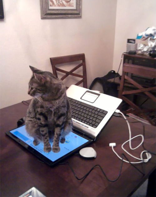 pr1nceshawn:  Cats Certainly Know How To Keep Things Interesting.