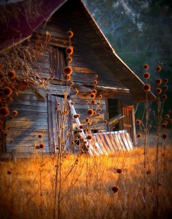 #autumn #barn