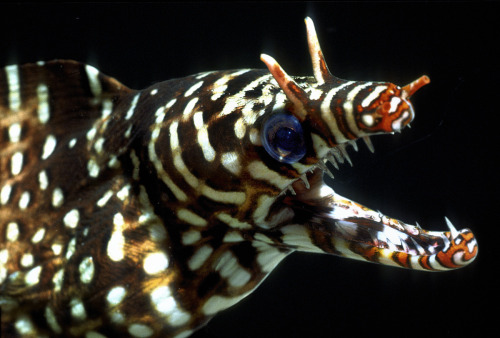 aquatictimes: Endless list of aquatic creatures I’d love to keep:  33. Enchelycore Pardal