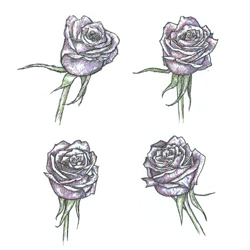 purple rosesaugust 2014