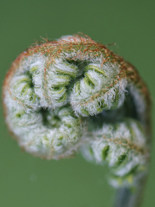 Trichomes adorn so many plants.smugmuginstagram