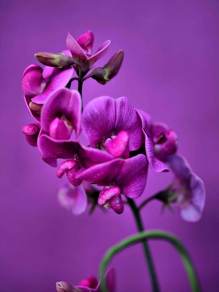 floralls