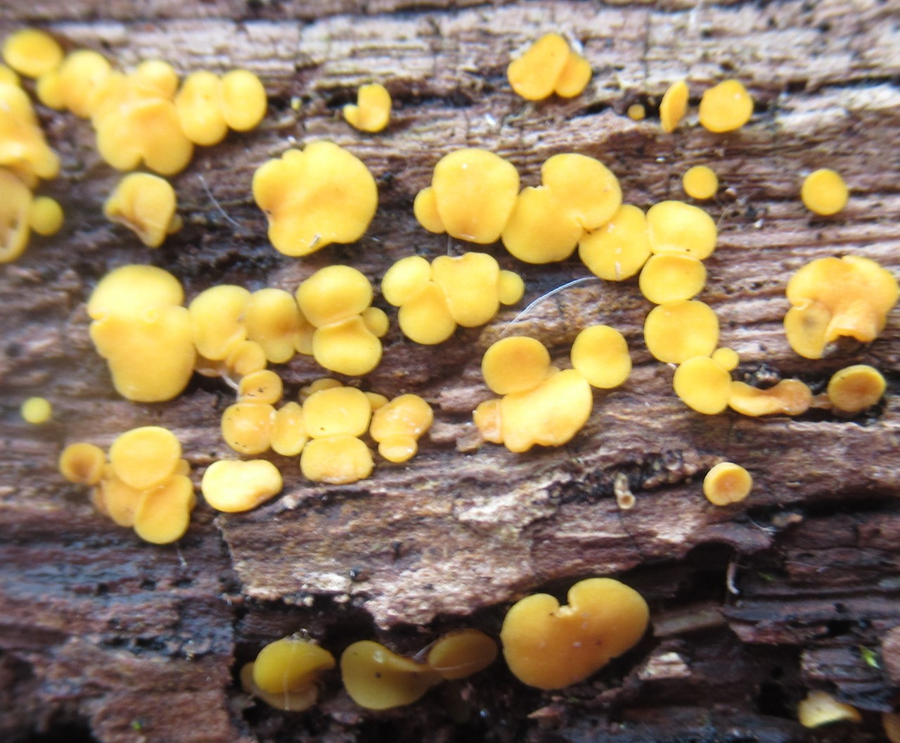 Champignon Bisporella Citrina, Connu Sous Le Nom De Disco Au