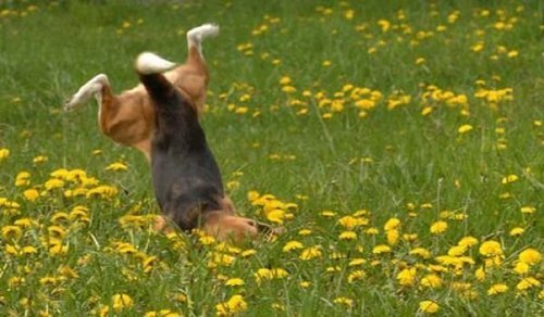 thecutestofthecute:  crowley-for-king:  flatsound:  i wanna feel how dogs feel when you let them go in a big field                               