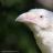 Albino and Leucistic animals