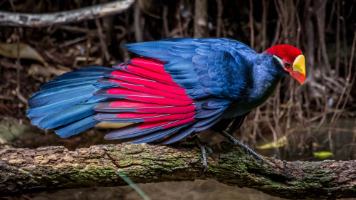 sdzoo: by Craig Chaddock Violet Turaco (Musophaga violacea) in the Scripps Aviary at the San Diego Z