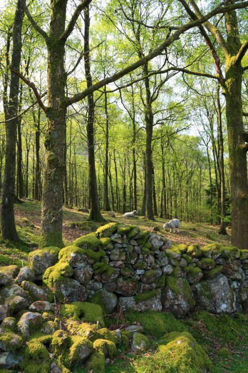 thedruidsteaparty: Eskdale Woods, Lake District, England by scotto