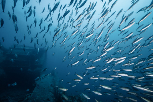 I spent a previous week on a liveaboard at the Red sea. We were exploring the world-class wreck divi