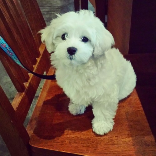Eleven weeks old this week!