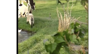 tastefullyoffensive:  I ain’t afraid of no goat! [x]