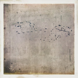 jackbarnosky:  a murder of crows with monologue on Flickr. 