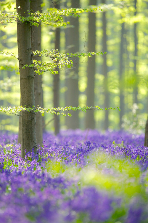 0rient-express:Hallerbos | by Corné van Oosterhout | Website.