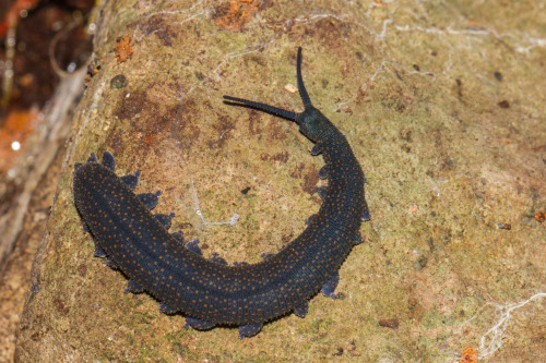 onenicebugperday: Velvert worm, New Zealand peripatus, Peripatoides novaezealandiae Velvet wor