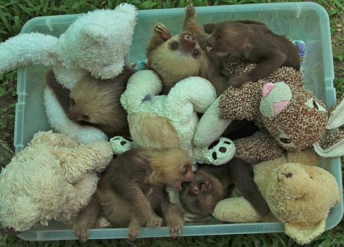 earth-song: Sanctuaries in Costa Rica adopt baby sloths that have been abandoned by their mother, ta