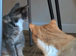 thewhiteraven73:clinicallycool:Cats that look at gay peopleI’m cacklingthe gifs all lined up for lik