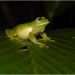 funkyfrogoftheday:today&rsquo;s funky frog of the day: the magdalena giant glass