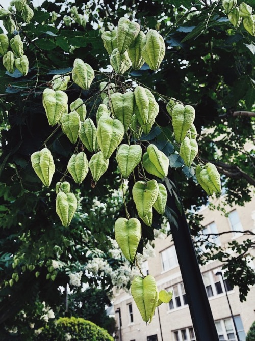 bluestiphotos:finally spotted Golden Raintree in its Chinese lantern phase