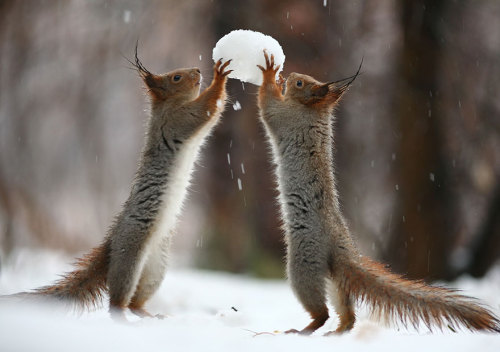 catsbeaversandducks:Russian Photographer Captures The Cutest Squirrel Photo Session EverPhotos by ©V