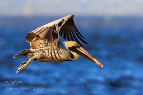 Male Brown Pelican in Flight by cmcneill17