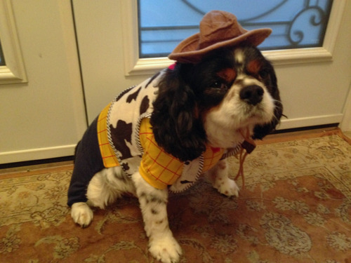 tastefullyoffensive:  Best Pet Costumes of Halloween 2013 (Part 3)Previously: Part 2, Part 1, Best Adult Costumes, Best Kid Costumes   That pulp fiction one! Its awesome