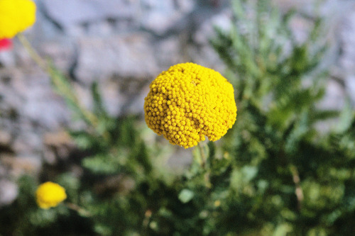 The sun as a flower. 