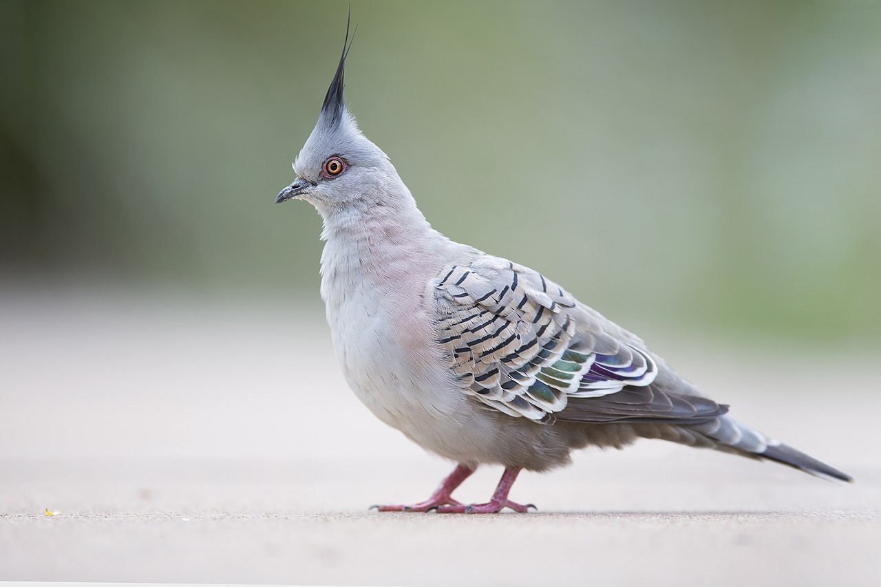 tiny-feisty-gay: snarg:  stereofeathers:  tawghasa:  hot-honey-fag:  slash-queen:  todaysbird:   remember: the ‘holy’ white doves are just white rock doves, aka the common pigeon!  Doves are just pigeons with white privilege   Also can we talk about